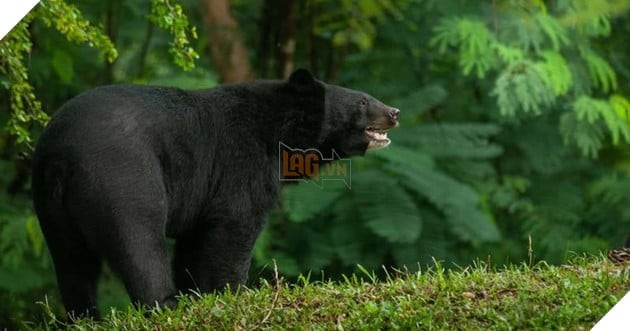 Bà Rumiko Sasaki và vết xước trên trán