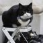 Mèo Palmerston – Tổng Quản Diệt Chuột Hàng Đầu Nước Anh Đã Chính Thức Về Hưu