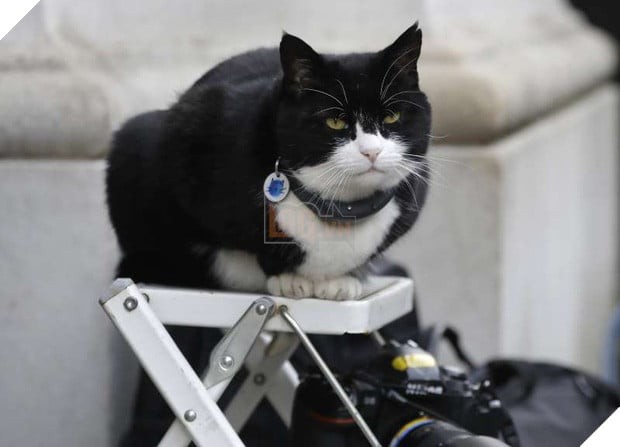 Mèo Palmerston – Tổng Quản Diệt Chuột Hàng Đầu Nước Anh Đã Chính Thức Về Hưu