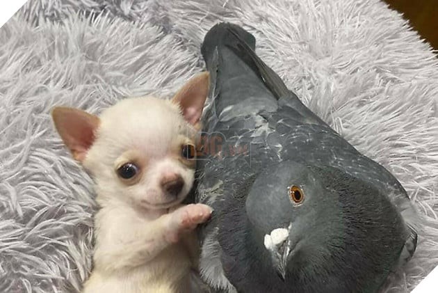 Tình bạn kỳ lạ giữa chó chihuahua và bồ câu tại trại thú mồ côi Mia Foundation