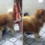 Chú Chó Alaska A Ngưu: Anh Hùng Bênh Vực Chủ Khi Bị Vợ “Đánh”