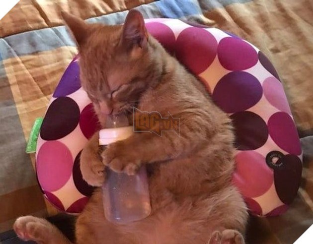 Chú chó ăn uống hạnh phúc