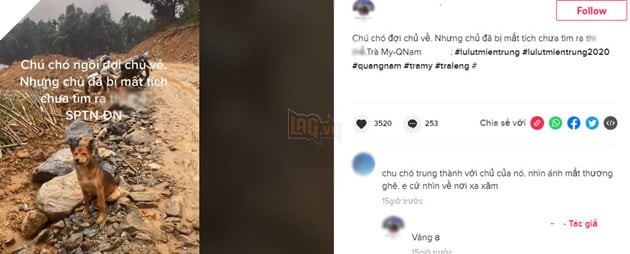 Chú Chó Trung Thành Chờ Chủ Sau Trận Lở Đất Ở Quảng Nam