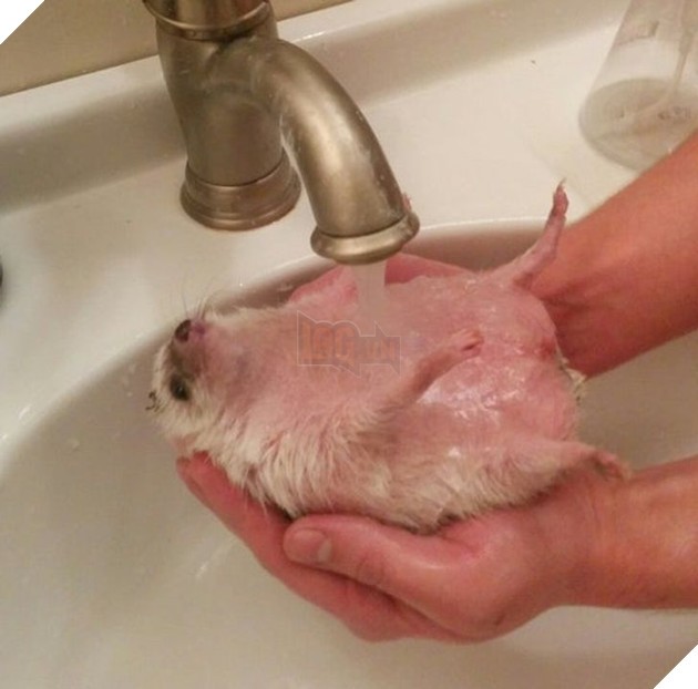 Chú chó lấy cái khác để khám phá