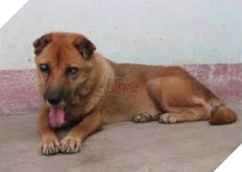 Chú chó mù lòa nằm bên mộ chủ 2