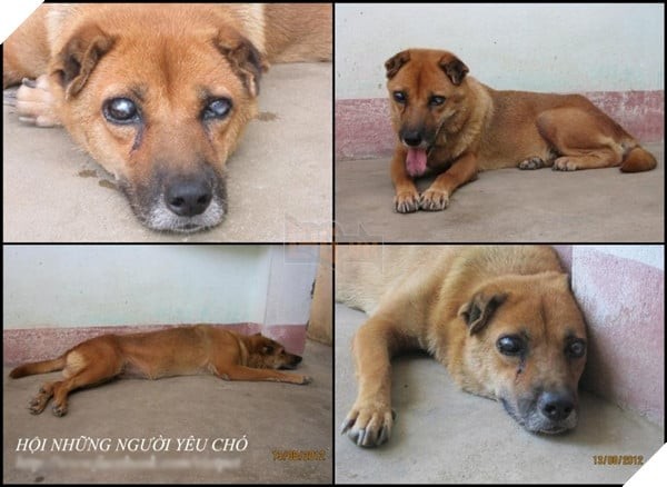 Cảm Động Chú Chó Việt Mù Lòa Vẫn Nằm Canh Mộ Chủ Suốt 5 Năm, Được Gọi Là Hachiko Việt Nam
