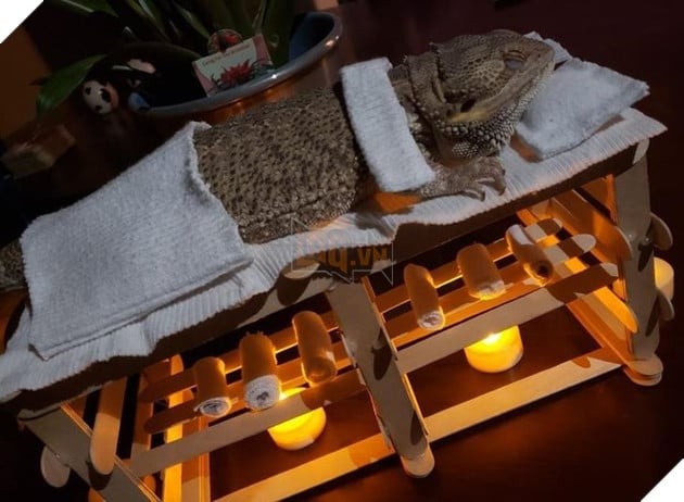 Chú chó nằm trên bãi cỏ để thư giãn
