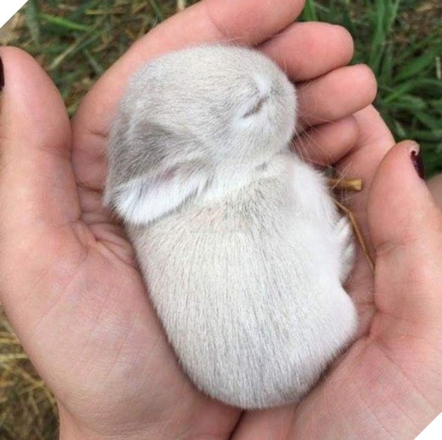 Chú chó nằm trong chăn ấm áp