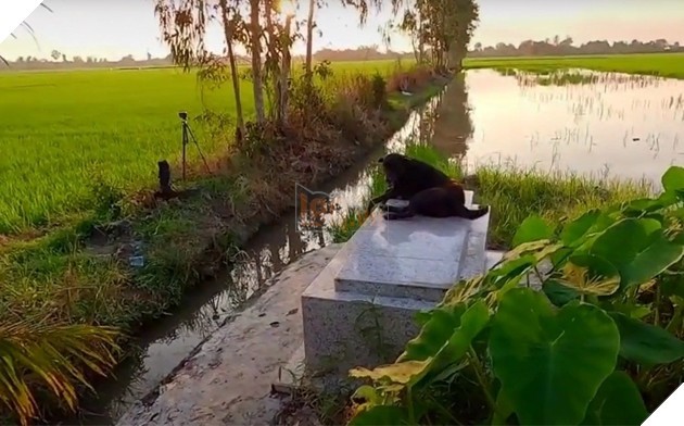 Chú chó ngồi cạnh mộ chủ ở miền Tây