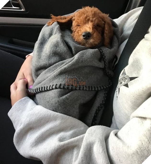 Chú chó ngủ trong vòng tay của người yêu