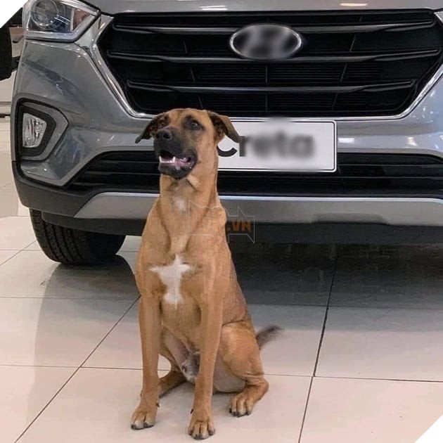 Chú Chó Thất Nghiệp Bất Ngờ Trở Thành Nhân Viên Của Hãng Xe Ô Tô