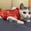 Chú Mèo Bị Chôn Sống Khi Chủ Bị Cách Ly Do Nghi Nhiễm Virus Corona