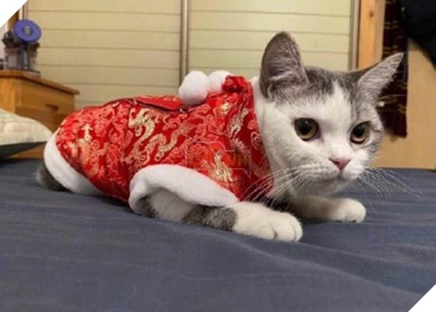 Chú Mèo Bị Chôn Sống Khi Chủ Bị Cách Ly Do Nghi Nhiễm Virus Corona