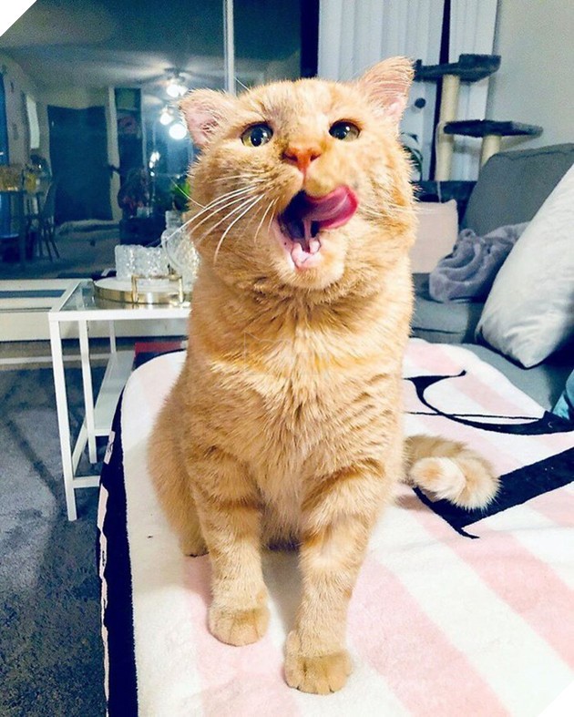 Chú mèo Mister Willis hạnh phúc sau một năm sống cùng Sandra