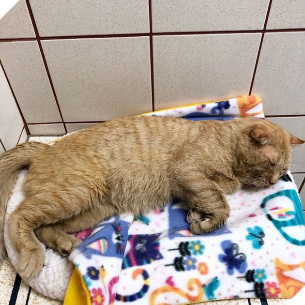 Chú mèo Mister Willis với ánh mắt buồn bã