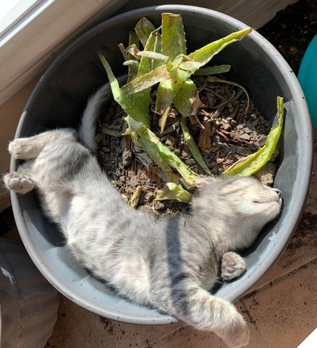 Chú mèo ngủ trong chậu cây