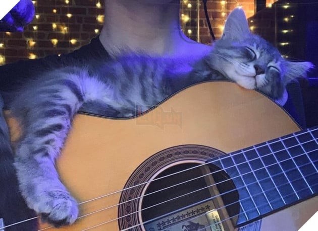 Chú mèo thư giãn trên gối