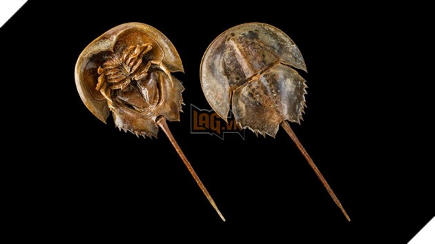 Cua móng ngựa - loài sống lâu nhất hành tinh