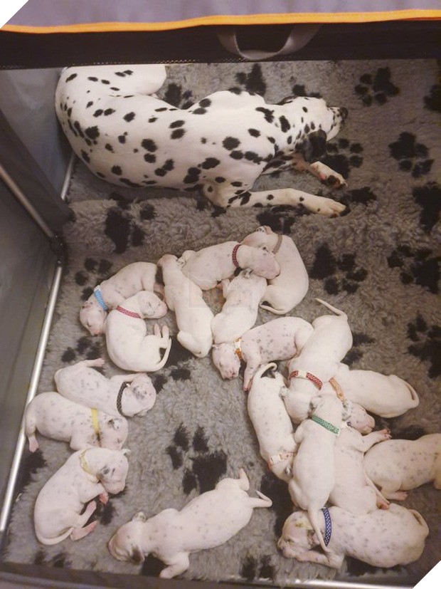 Cún con của Nellie