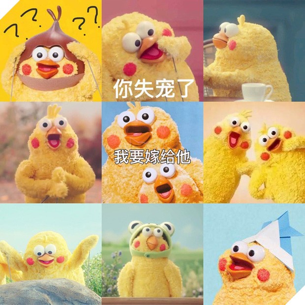 Gia đình vẹt Poinko - nguồn gốc của meme &quot;Còn chút lương tâm nào không&quot;