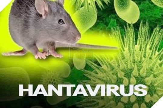 Hantavirus Là Gì? Bạn Có Nên Lo Lắng Về Dịch Bệnh Mới Này?