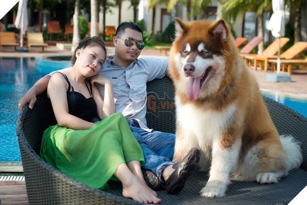 Hình ảnh của chú chó A Ngưu trong clip đi resort cùng ông bà chủ