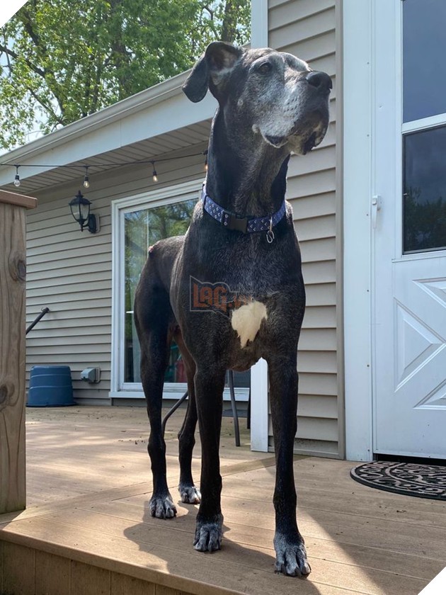 Indy, 11 tuổi, sắp đón sinh nhật