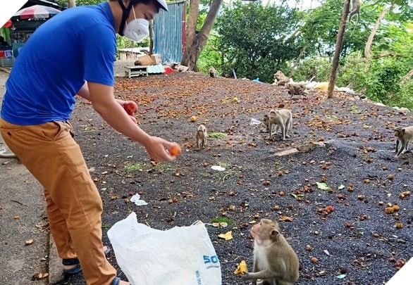 Vũng Tàu Tiếp Tế Trái Cây Cho Khỉ Để Dụ Chúng Về Lại Núi