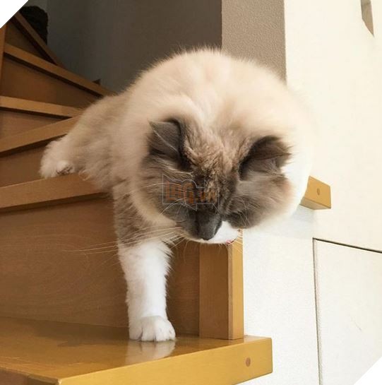 Mèo con ngủ gật vì ham chơi