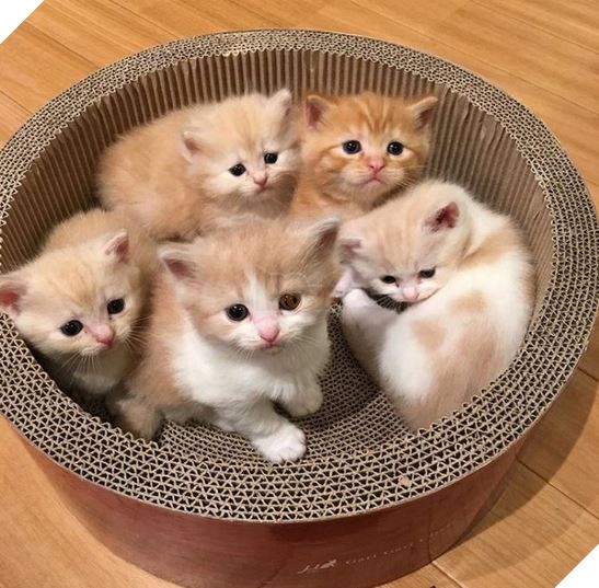 Mèo con trong rổ yêu thương