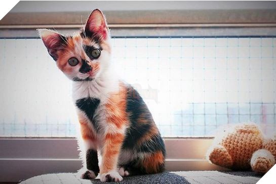 Mèo con với màu lông tự nhiên như nhuộm
