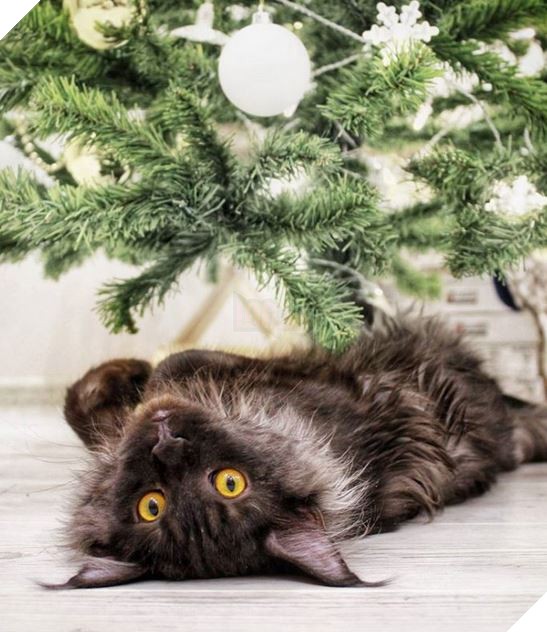 Mèo con yêu cầu phá cây trước khi được gãi bụng