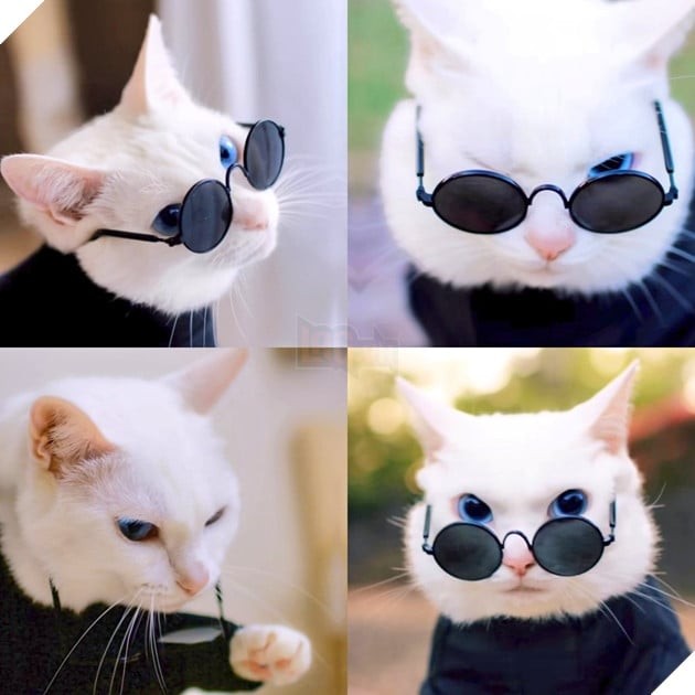 Mèo cosplay Gojo Satoru