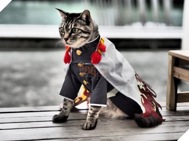 Mèo cosplay Kimetsu no Yaiba