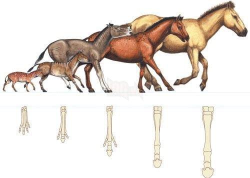 Ngựa: Loài Vật Thân Thuộc Và Những Khoảnh Khắc Nghỉ Ngơi Đáng Yêu