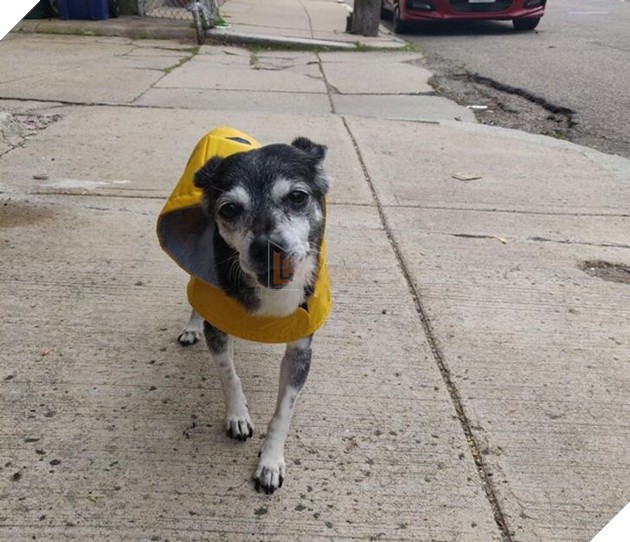 Pepper, 14 tuổi, trong áo mưa