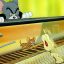Top 10 Tập Phim Hoạt Hình Tom And Jerry Hay Nhất Mọi Thời Đại